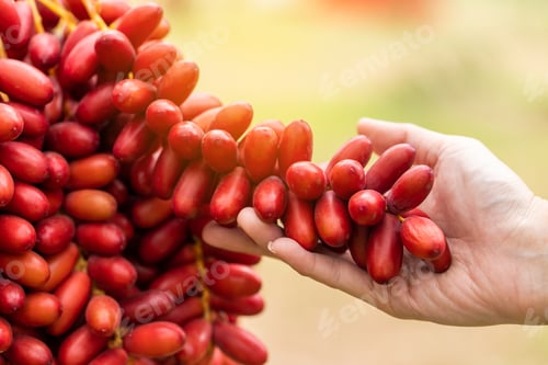 Preview: Dates palm branches with ripe dates