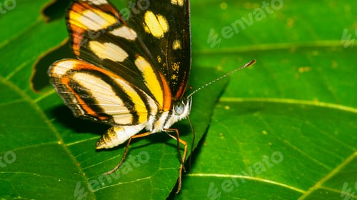 Preview: Tropical Butterfly, Amazonia