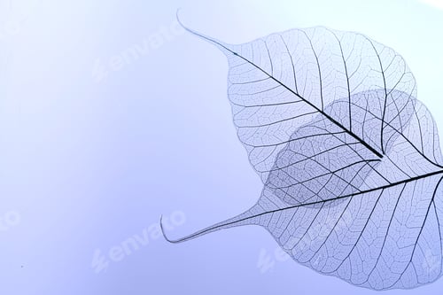 Preview: Beautiful skeleton leaves on light purple background, macro view. Space for text
