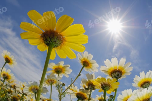 Preview: Spain, Mallorca, Garland Chrysanthemum (Chrysanthemum coronarium), close up