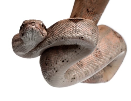 Preview: Salmon Boa constrictor, Boa constrictor, 2 months old, in front of white background