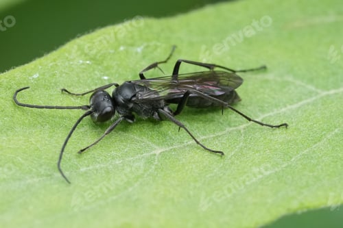 Preview: Closeup on a dark black European spider killing wasp, Auplopus carbonarius, sitting on a green leaf