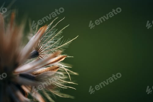 Preview: Close up of a dry dandelion