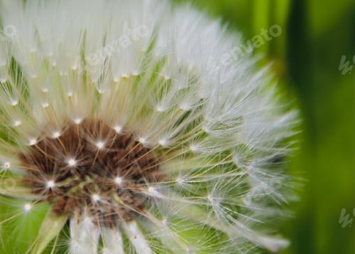 Preview: Dandelion Seed Head Close Up Against Green Background