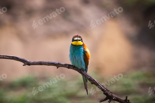 Preview: European bee eater, Merops apiaster. Common bee-eater. Close-up