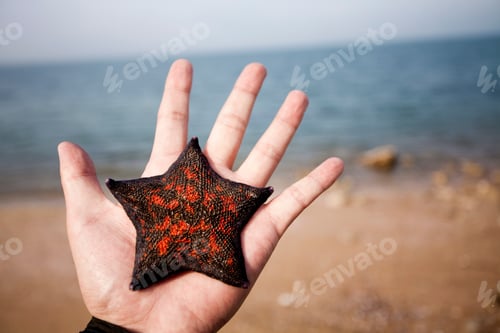 Preview: Hand holding up a starfish at the beach