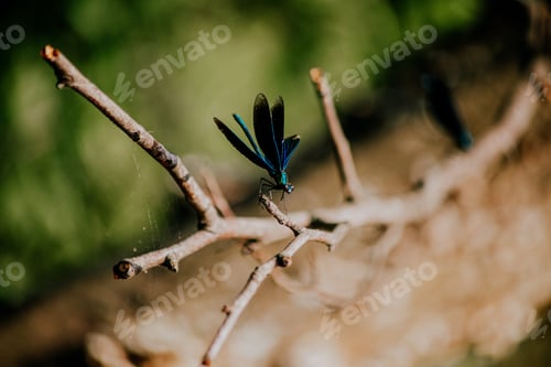 Preview: blue dragonfly on a knot