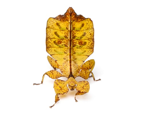 Preview: Phyllium Westwoodii, leaf insect, displaying camouflage on white background