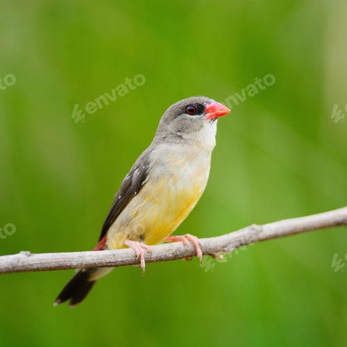 Preview: female Red Avadavat