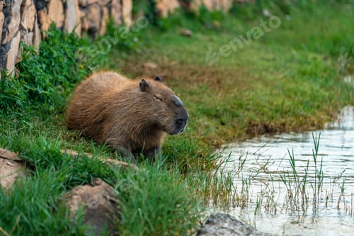 Vorschau: Das größte Nagetier der Welt Capybara in freier Wildbahn