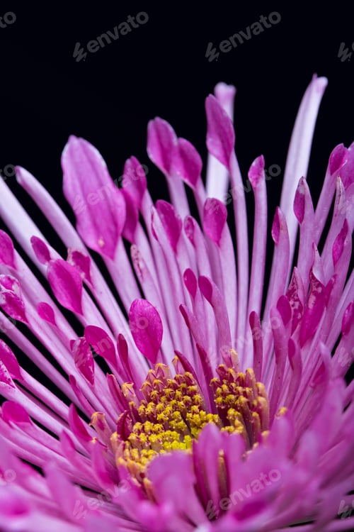 Preview: dahlia flower