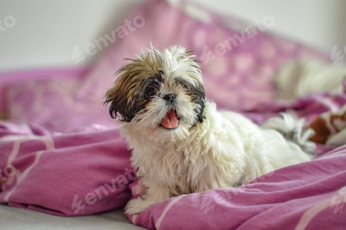 Preview: Shih Tzu puppy lying on a pink comforter