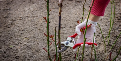 Preview: pruning tree branches. Pruning a tree in spring, cleaning the garden.