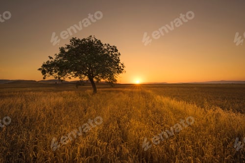 Preview: Lonely tree at scenic sunset