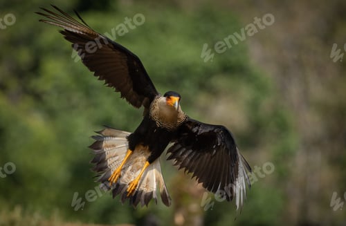 Preview: A Crested Caracara in the Rainforest