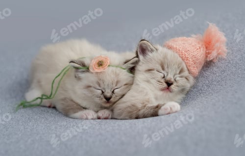 Preview: Ragdoll kittens photos newborn style