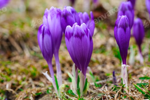 Preview: Purple crocus flowers in snow awakening in spring