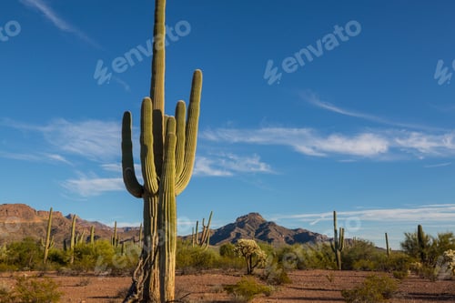 Preview: Saguaro