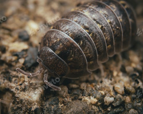 Preview: Macro shot of a woodlouse on the ground