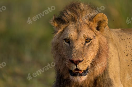 Preview: Majestic lion in Botswana Safari.