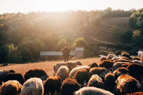 Preview: Female shepherd and flock of sheep at a lawn
