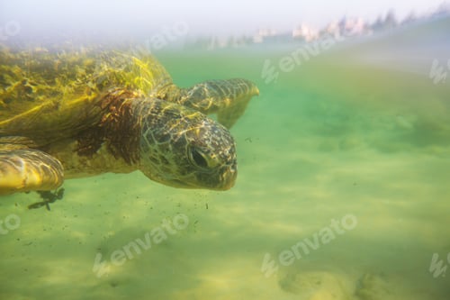 Preview: Turtle