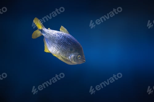 Preview: Twospot Astyanax (Astyanax bimaculatus) - Freshwater Fish