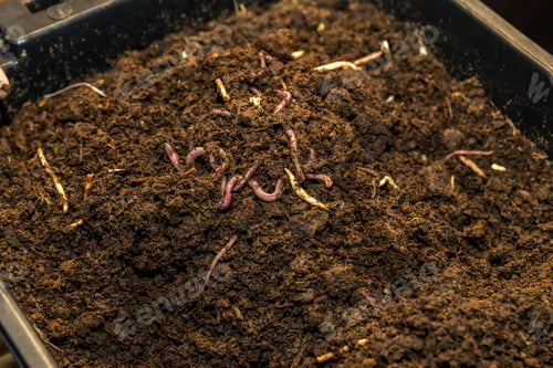 Preview: Earthworms on soil for organic fertilizer farming concept