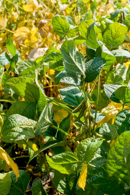 Preview: Yellowing leaves close up on soyabean at field