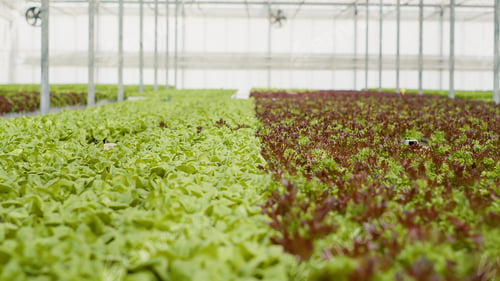 Preview: Closeup of fully grown different lettuce varieties ready for harvest and delivery
