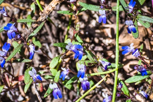 Preview: Torrey's blue-eyed Mary wildflowers