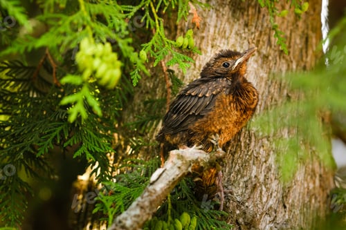 Preview: A thrush chick is sitting on a tree branch. The bird is a small blackbird sitting on the tree