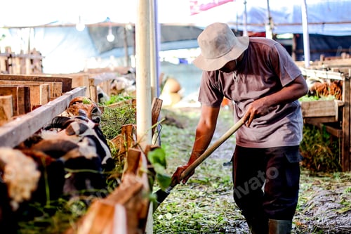 Preview: Adult Male Farmer Sweeping Hay with Broom in The Goat Farm