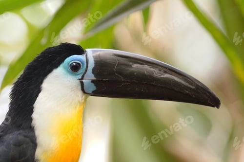 Preview: toucan, bird, colours, tropics