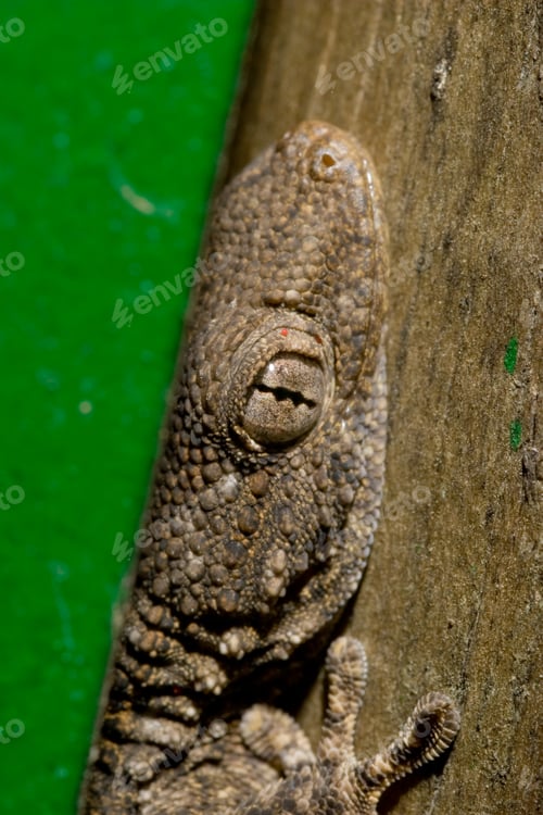 Preview: Salamanquesa (Tarentola mauritanica) - Lizard (Tarentola mauritanica)