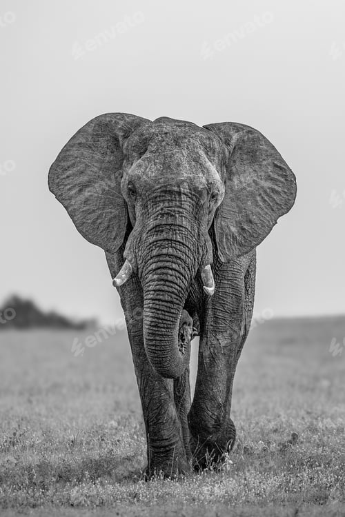 Preview: Elephant, Loxodonta africana, bull walking, in black and white.