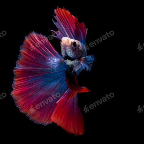 Preview: betta fish on black