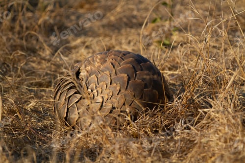 Preview: A pangolin, Smutsia temminckii, lies curled up in brown grass