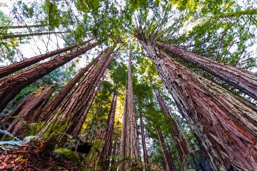 Preview: Looking up in a Coastal Redwood forest