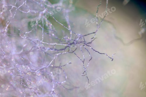 Preview: Macro shot of a Cephalocereus senilis cactus thorns and hairs under the light