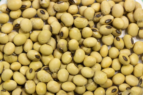 Preview: Soy seeds in a petri dish in the lab