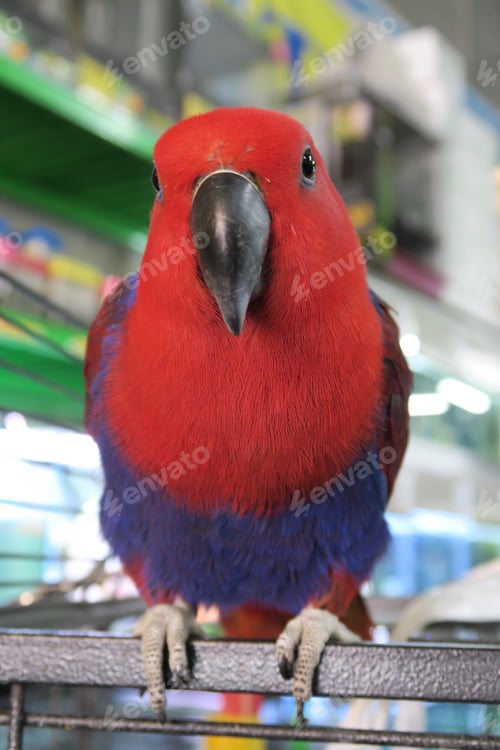 Preview: Parrot
