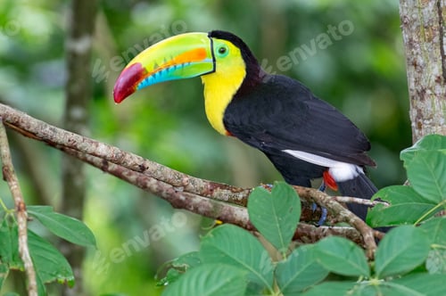 Preview: Keel-billed Toucan (Ramphastos sulfuratus). Multicolored long-billed bird in middle of the forest