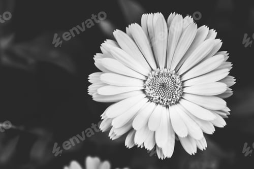 Preview: Calendula flower on a black backdrop. Black and white photo. Top view