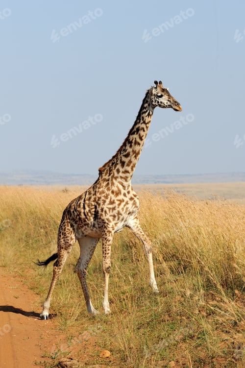 Preview: Giraffe in National park of Kenya