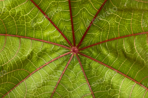 Preview: Leaf of ricinus communis. Natural background