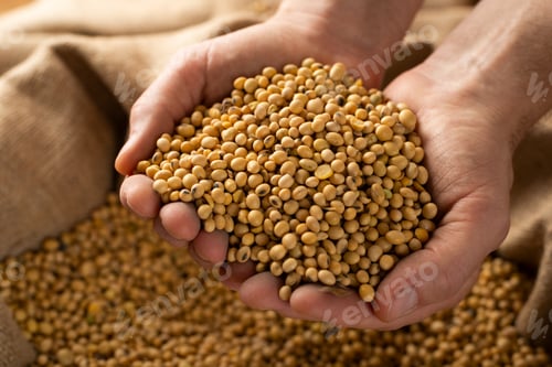 Preview: Caucasian male showing soybeans in his hands over burlap sack