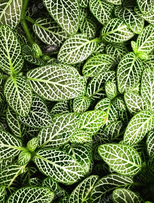 Preview: Green leaves background