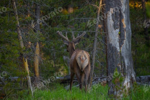 Preview: Elk in Yellowstone National Park