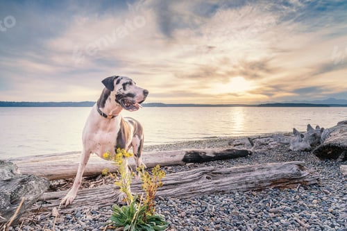 Preview: Happy handsome great dane dog with driftwood on the beach
